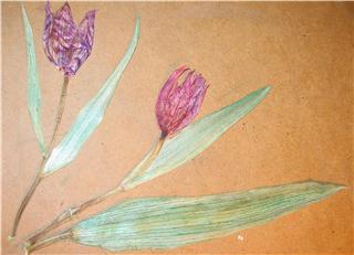 tulipan%20pintado.jpg