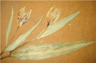 tulipan%20seco.jpg