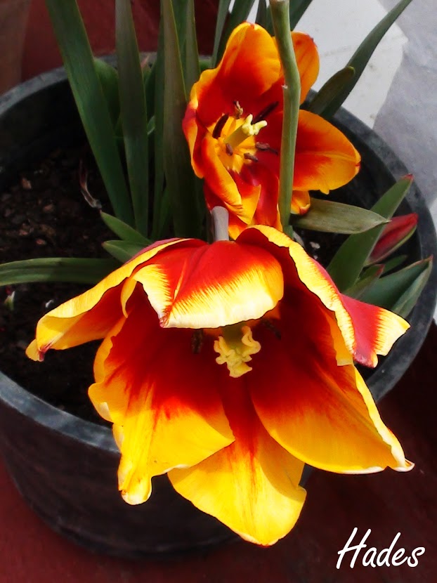 tulipan+infernal.jpg