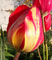 tulipan.jpg