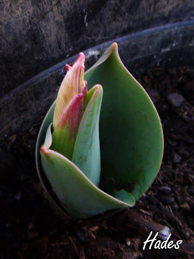 tulipan.jpg