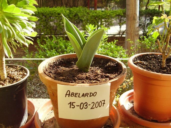 TULIPAN MARZO.jpg