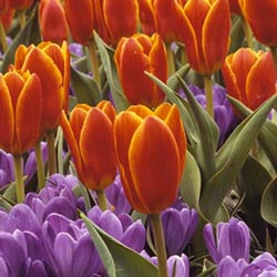tulipan-rojos.jpg
