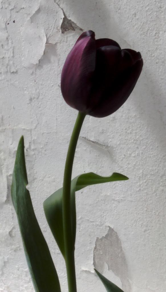 tulipan1-1_zpsad5136f8.jpg