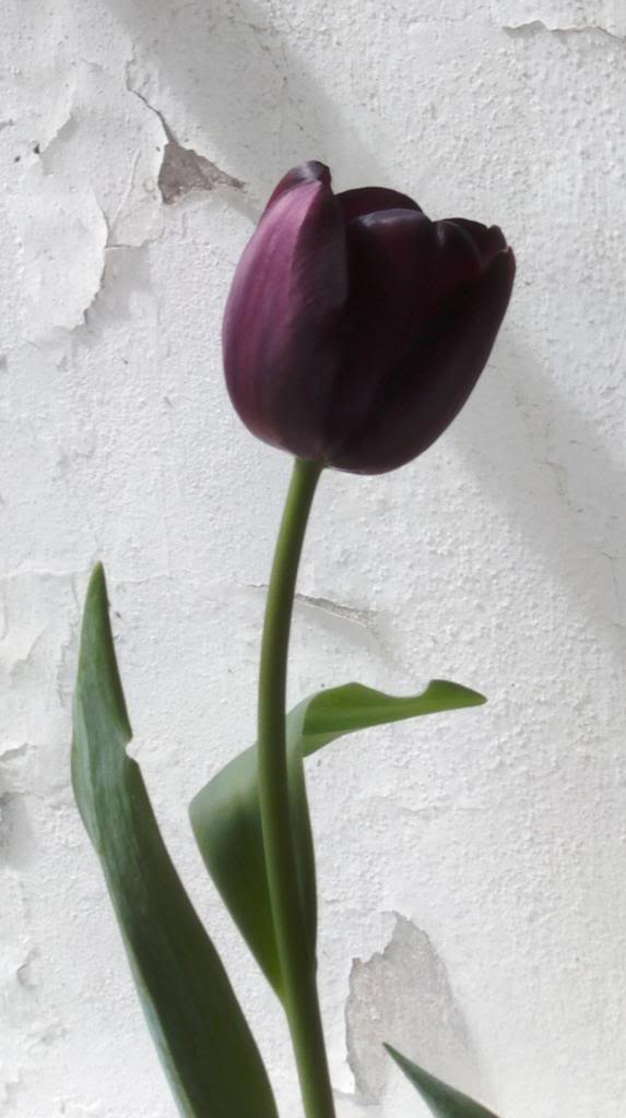 tulipan1-2_zps239ff33e.jpg