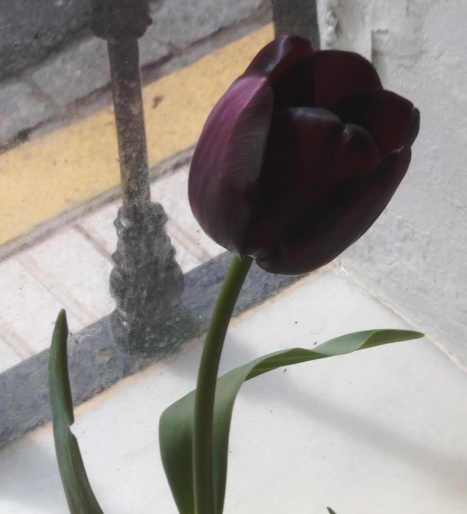 tulipan1-3_zps78426573.jpg