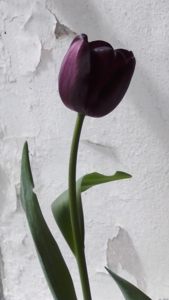 tulipan1-4_zpsa1d5d368.jpg