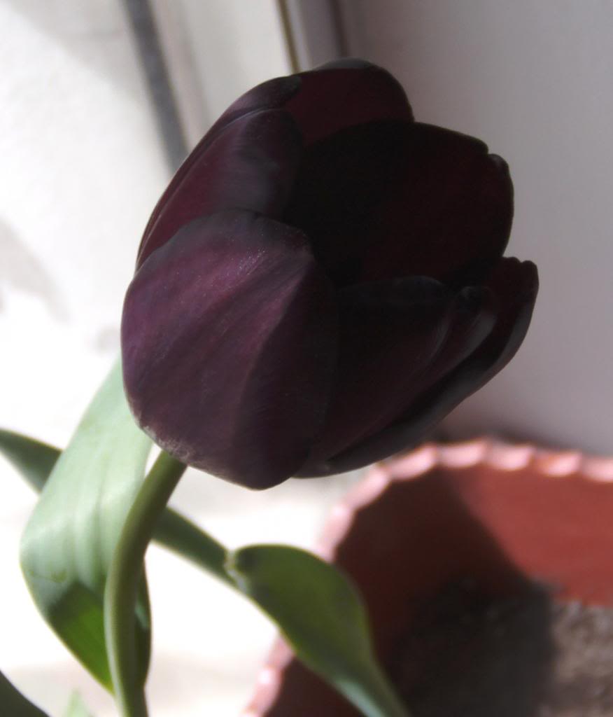tulipan1_zpsd91e9b50.jpg
