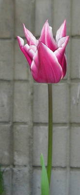 Tulipan2.jpg