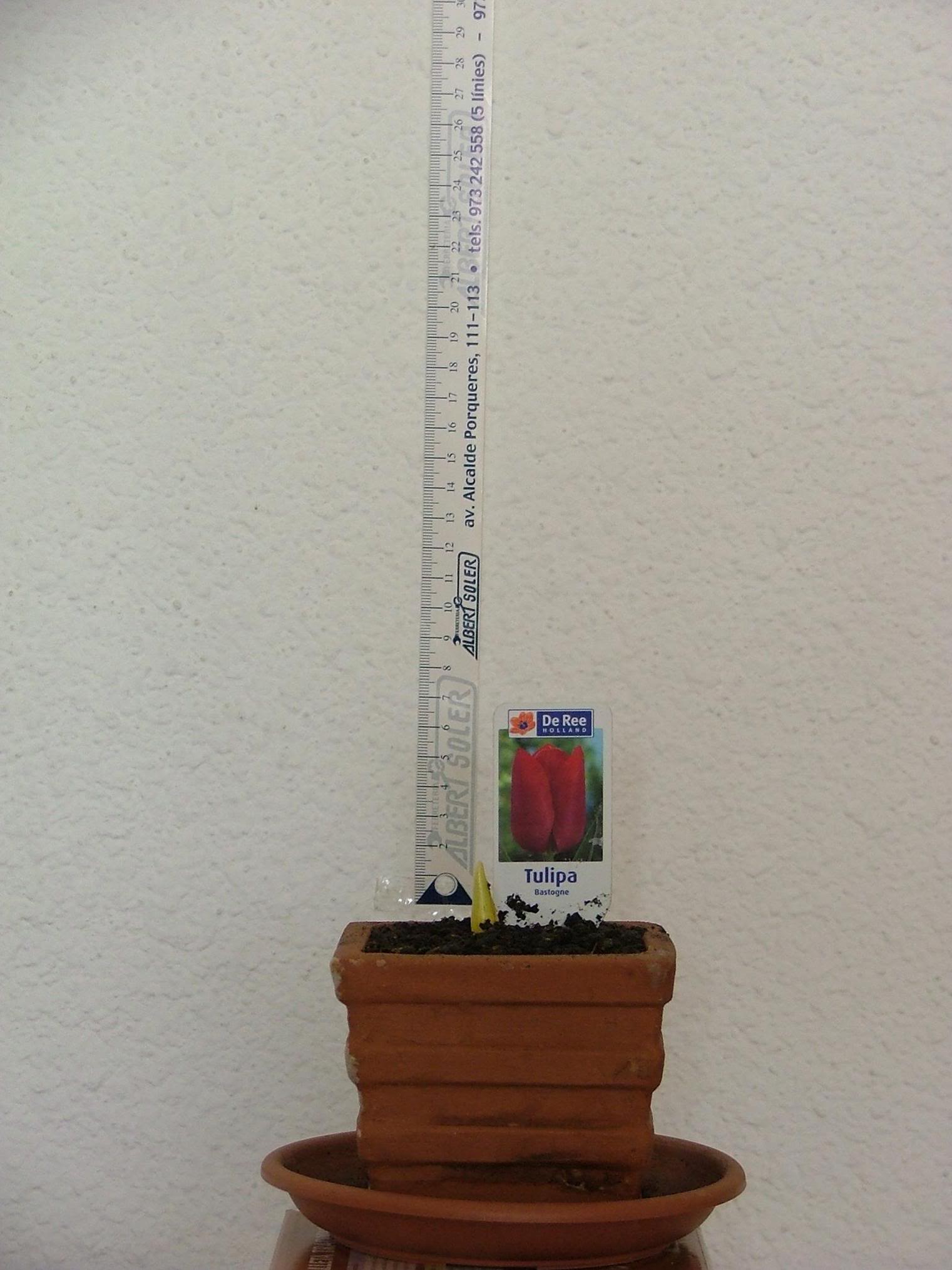 Tulipan2meses.jpg