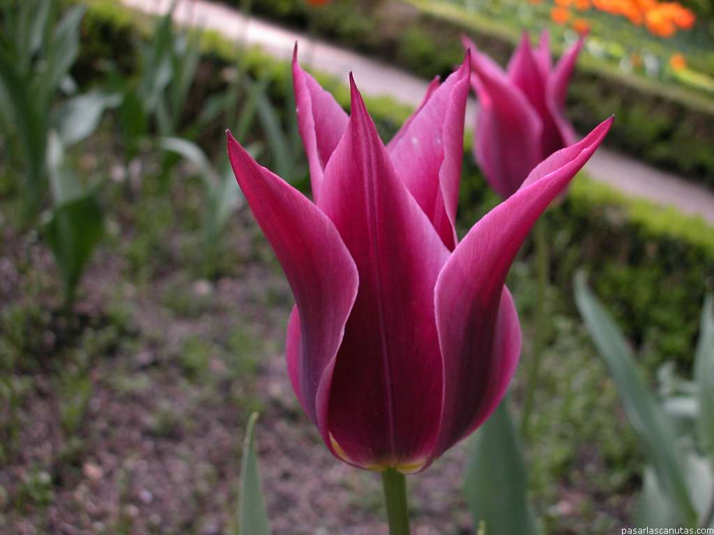 tulipan_Maytime.jpg