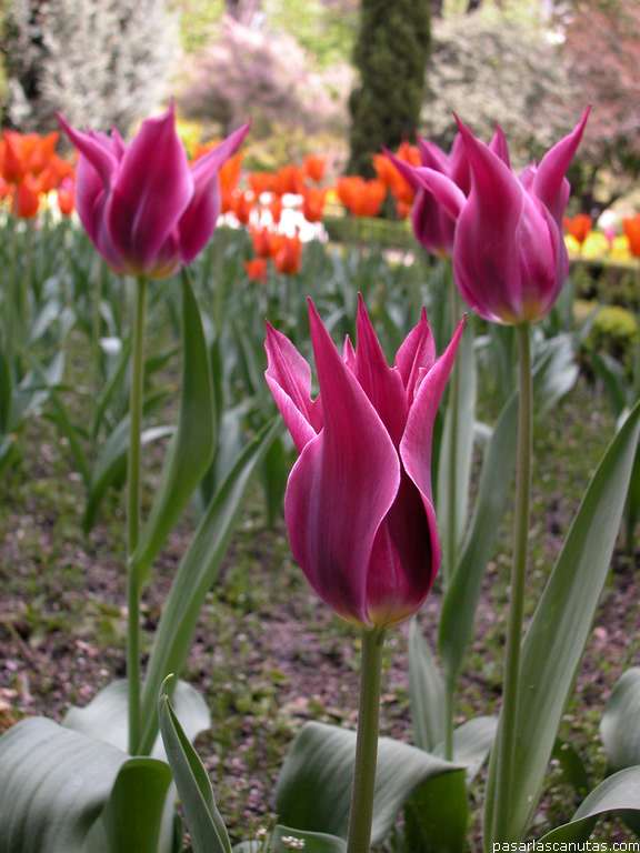 tulipan_Maytime_7.JPG