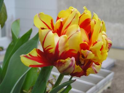 Tulipan_Monsella.JPG