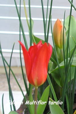 Tulipan_multiflor_tardio.jpg