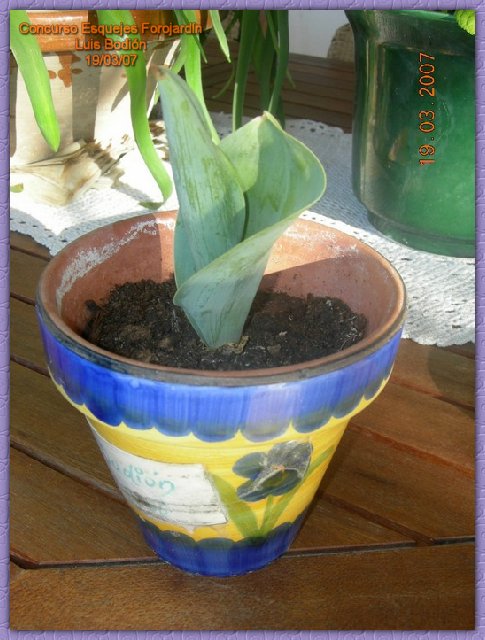 Tulipan_Puntual6.jpg