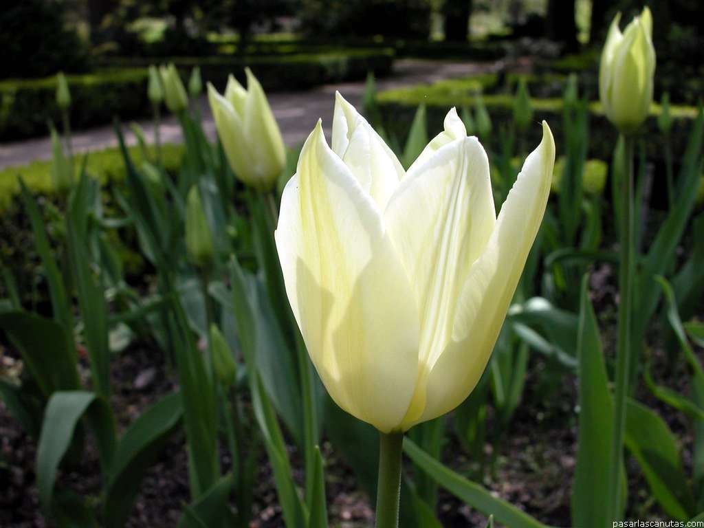 tulipan_White_Triumphator_7.JPG