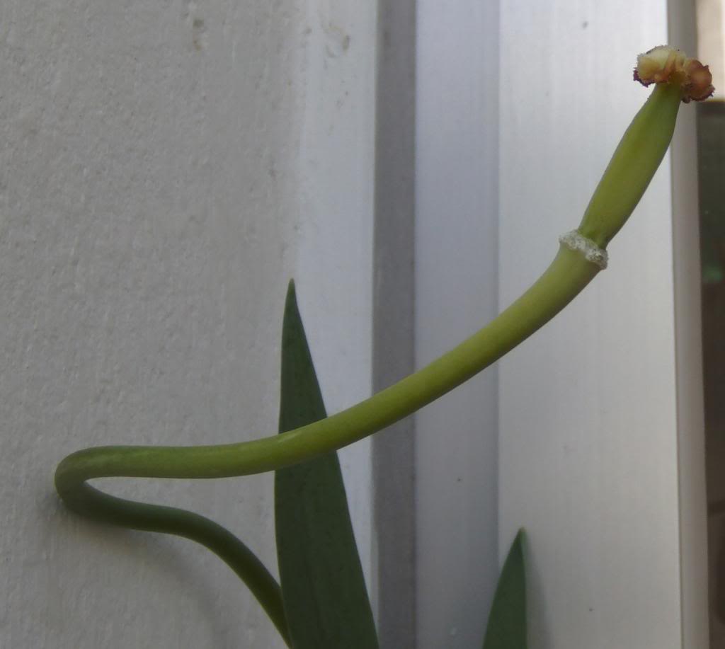 tulipandeshojado_zps588ad103.jpg