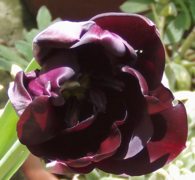 tulipanenelexteriorabriendo2_zps62e9570b.jpg