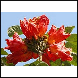 tulipanero.jpg
