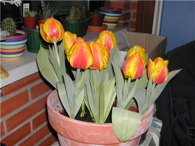 tulipanes%2003-05foro.jpg