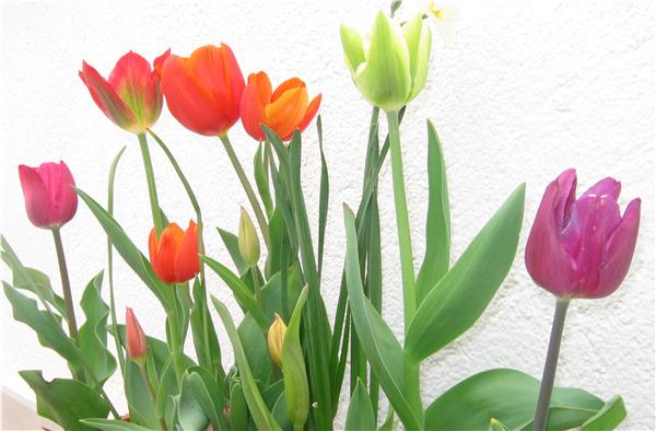 tulipanes%20Aguar.jpg