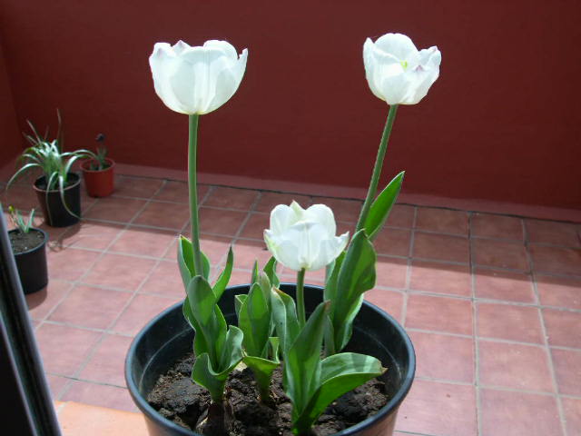 Tulipanes%20Blancos%20I.JPG