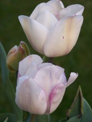 tulipanes%7E0.jpg