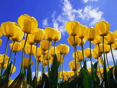 tulipanes+amarillos.bmp.jpg