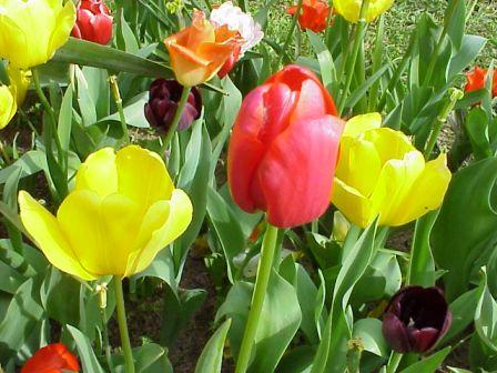 Tulipanes.jpg