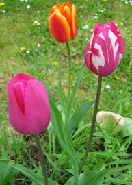 tulipanes.jpg