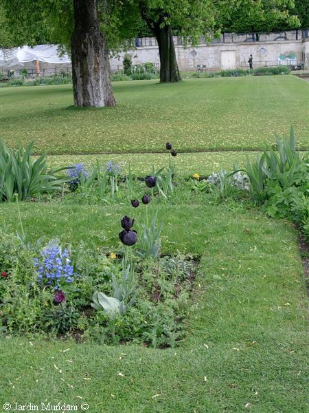 tulipanes-negros.jpg