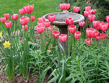 tulipanes-rosas.jpg