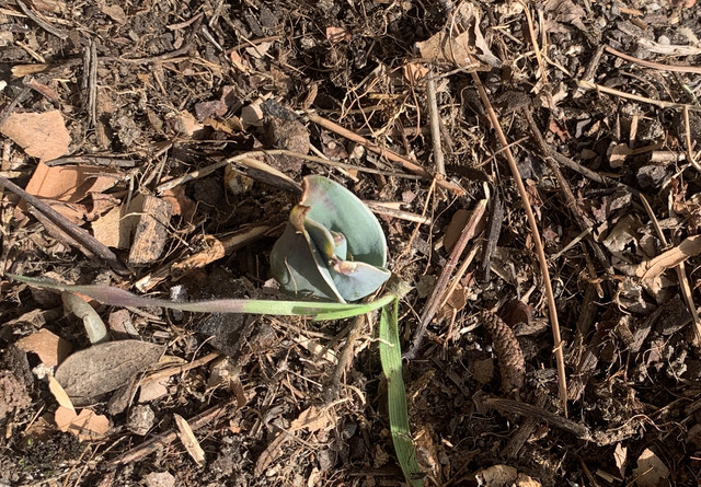 tulipanes01-10febr.jpg