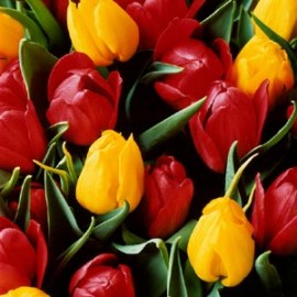 tulipanes01.jpg