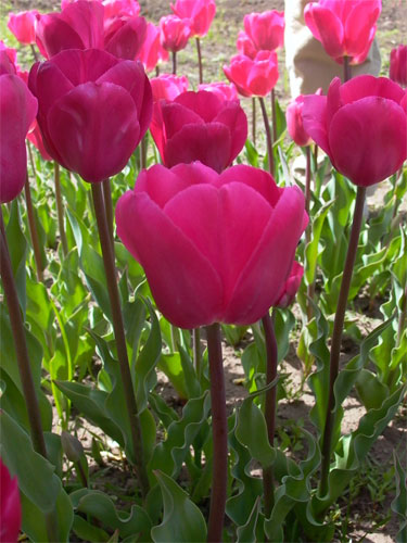 tulipanes01.jpg