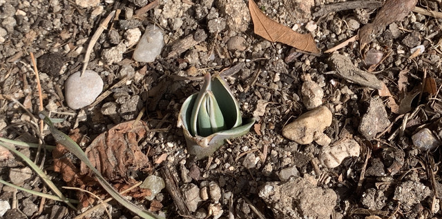 tulipanes02-10febr.jpg