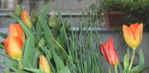 Tulipanes1.jpg