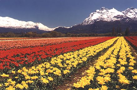 tulipanes1P.jpg