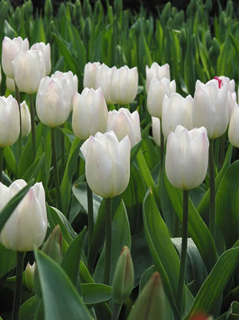 tulipanes2.2.jpg
