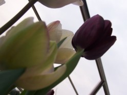 tulipanes3.jpg