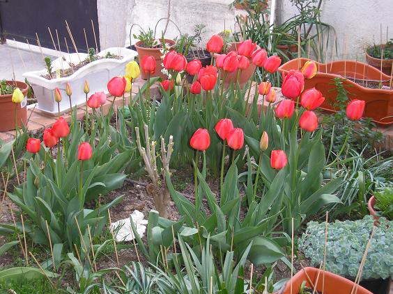tulipanes_de_la_piscina_29-03-07.JPG
