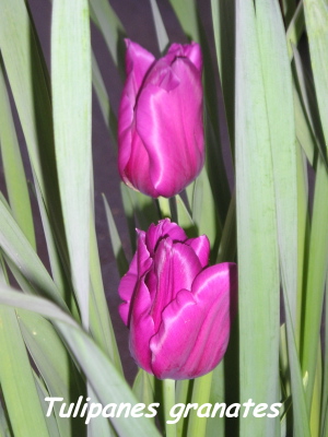 Tulipanes_P_granates.jpg