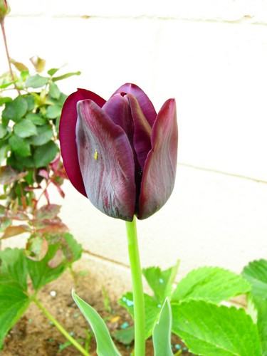tulipannegro.jpg