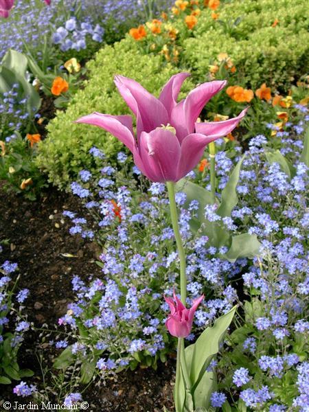 tulipanrosa1.jpg