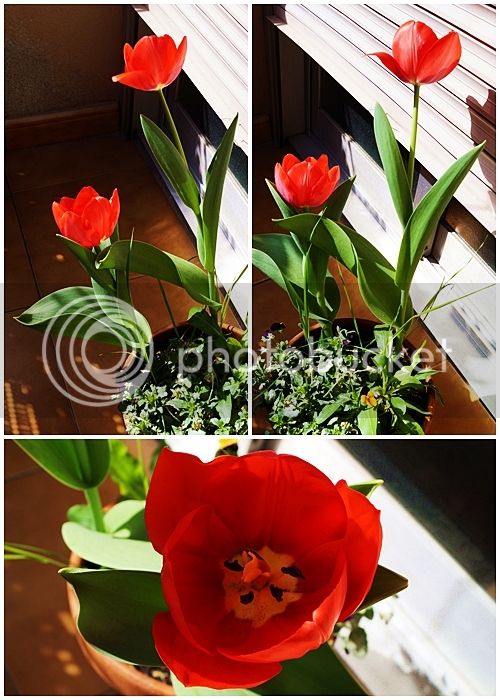 Tulipans_zpsv2jun3ma.jpg