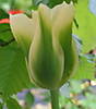 Tulipanverde08.jpg