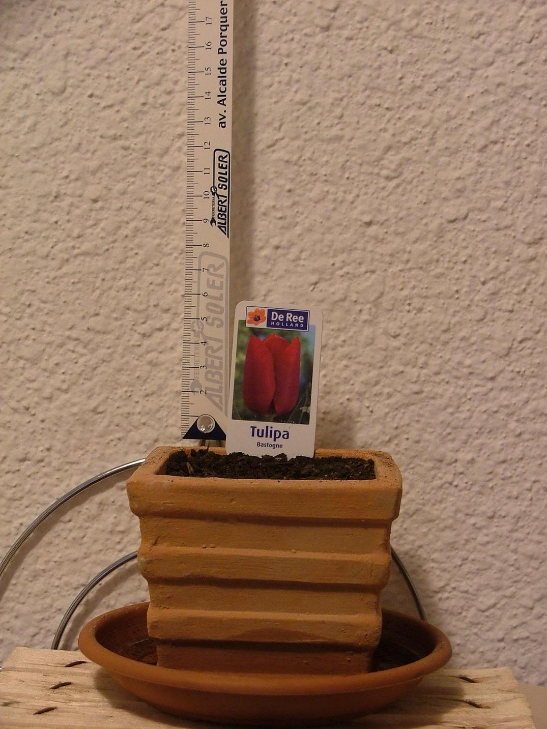 Tulipn.jpg
