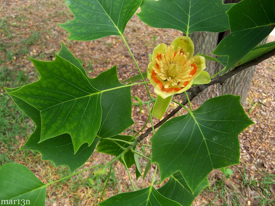 tuliptree_flower_foliage.jpg