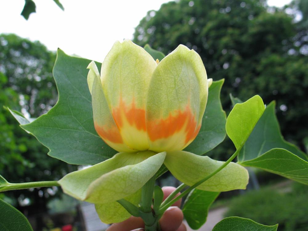 Tulpenboom__Liriodendron_tulipifera__Tulip_treeimg_4336bloem.jpg