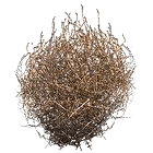 Tumbleweed.gif